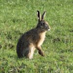 hare, mammal, pasture-8634588.jpg