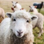 ireland, sheep, lambs-1985088.jpg